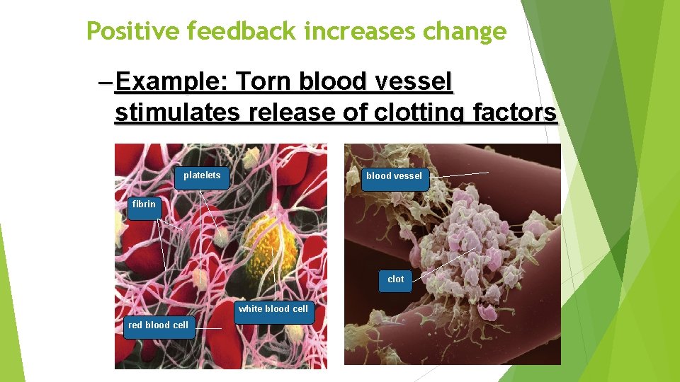 Positive feedback increases change – Example: Torn blood vessel stimulates release of clotting factors