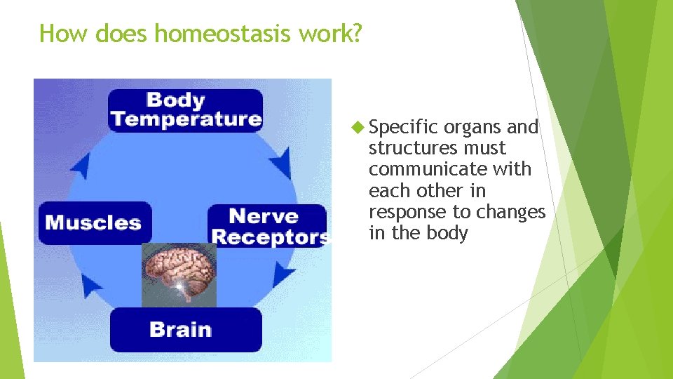 How does homeostasis work? Specific organs and structures must communicate with each other in