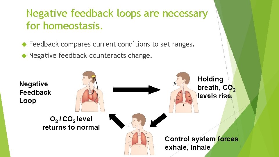 Negative feedback loops are necessary for homeostasis. Feedback compares current conditions to set ranges.