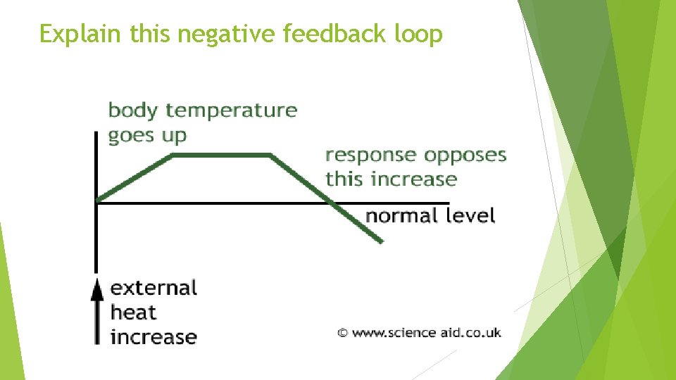Explain this negative feedback loop 