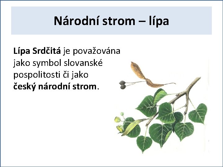 Národní strom – lípa Lípa Srdčitá je považována jako symbol slovanské pospolitosti či jako