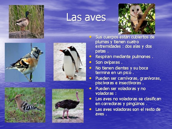 Las aves • Sus cuerpos están cubiertos de • • plumas y tienen cuatro