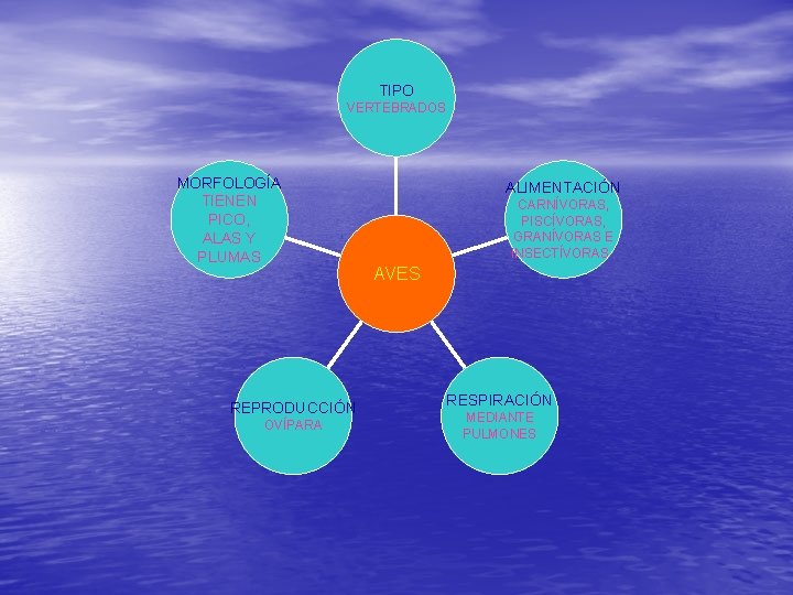 TIPO VERTEBRADOS MORFOLOGÍA TIENEN PICO, ALAS Y PLUMAS REPRODUCCIÓN OVÍPARA ALIMENTACIÓN CARNÍVORAS, PISCÍVORAS, GRANÍVORAS