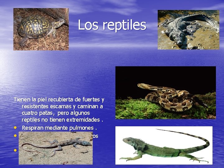 Los reptiles Tienen la piel recubierta de fuertes y resistentes escamas y caminan a