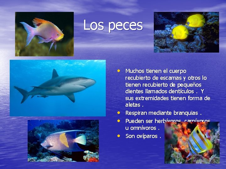 Los peces • Muchos tienen el cuerpo • • • recubierto de escamas y