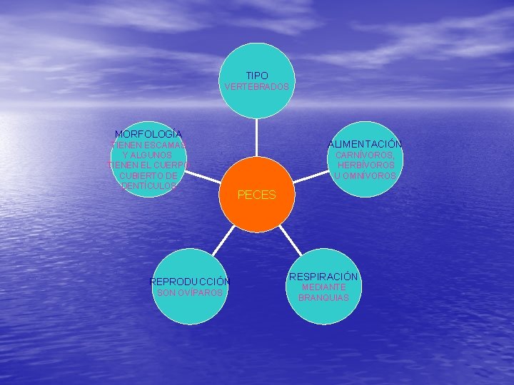 TIPO VERTEBRADOS MORFOLOGÍA TIENEN ESCAMAS Y ALGUNOS TIENEN EL CUERPO CUBIERTO DE DENTÍCULOS REPRODUCCIÓN