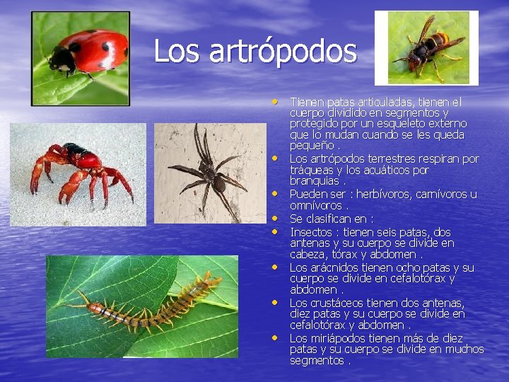 Los artrópodos • Tienen patas articuladas, tienen el • • cuerpo dividido en segmentos