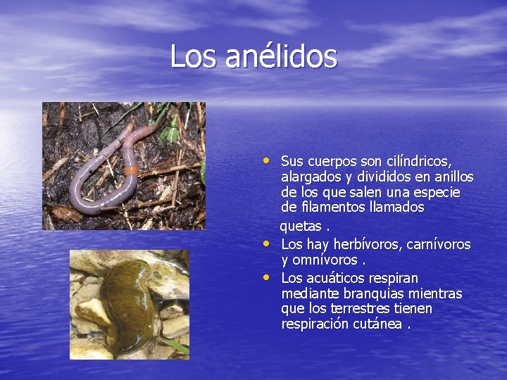 Los anélidos • Sus cuerpos son cilíndricos, • • alargados y divididos en anillos