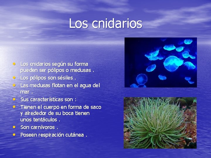 Los cnidarios • Los cnidarios según su forma • • • pueden ser pólipos