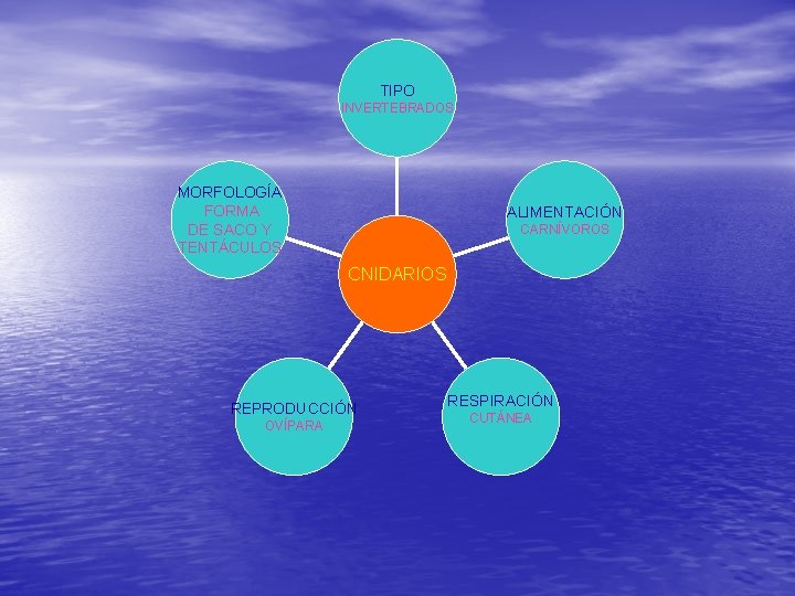 TIPO INVERTEBRADOS MORFOLOGÍA FORMA DE SACO Y TENTÁCULOS ALIMENTACIÓN CARNÍVOROS CNIDARIOS REPRODUCCIÓN OVÍPARA RESPIRACIÓN