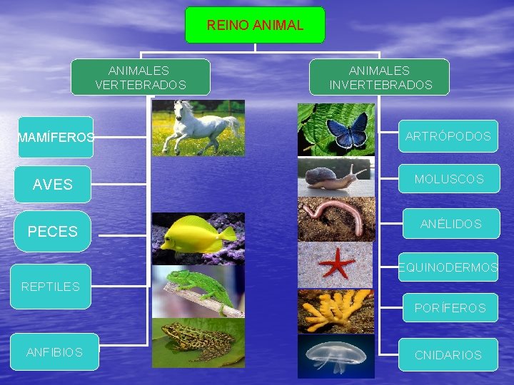 REINO ANIMALES VERTEBRADOS ANIMALES INVERTEBRADOS MAMÍFEROS ARTRÓPODOS AVES MOLUSCOS PECES ANÉLIDOS EQUINODERMOS REPTILES PORÍFEROS