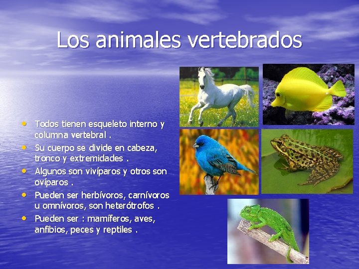 Los animales vertebrados • Todos tienen esqueleto interno y • • columna vertebral. Su