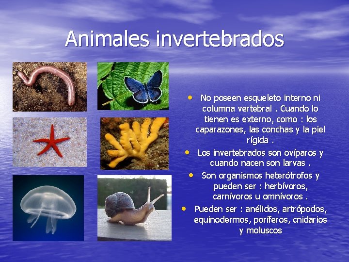 Animales invertebrados • No poseen esqueleto interno ni columna vertebral. Cuando lo tienen es