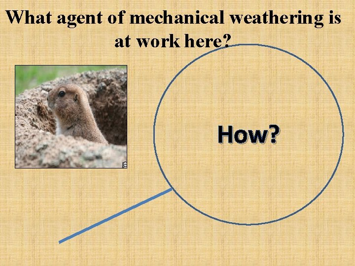 What agent of mechanical weathering is at work here? How? 