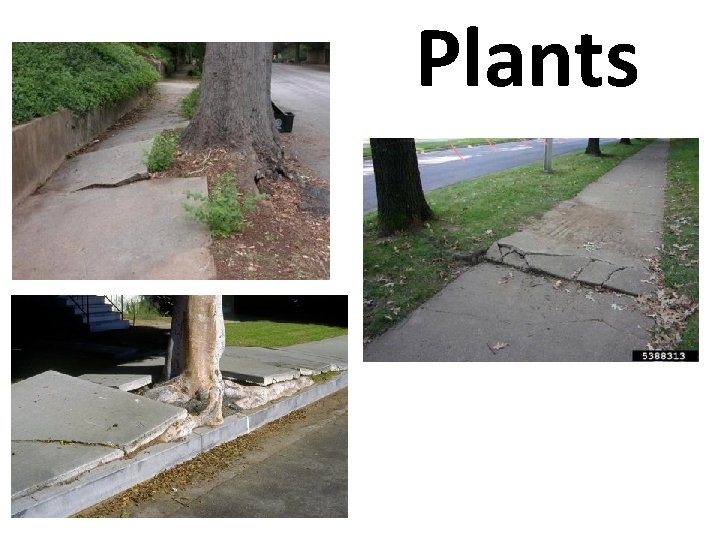 Plants 