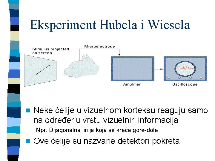 Eksperiment Hubela i Wiesela n Neke ćelije u vizuelnom korteksu reaguju samo na određenu