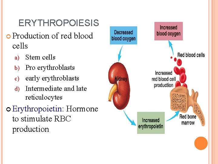 ERYTHROPOIESIS Production of red blood cells Stem cells b) Pro erythroblasts c) early erythroblasts