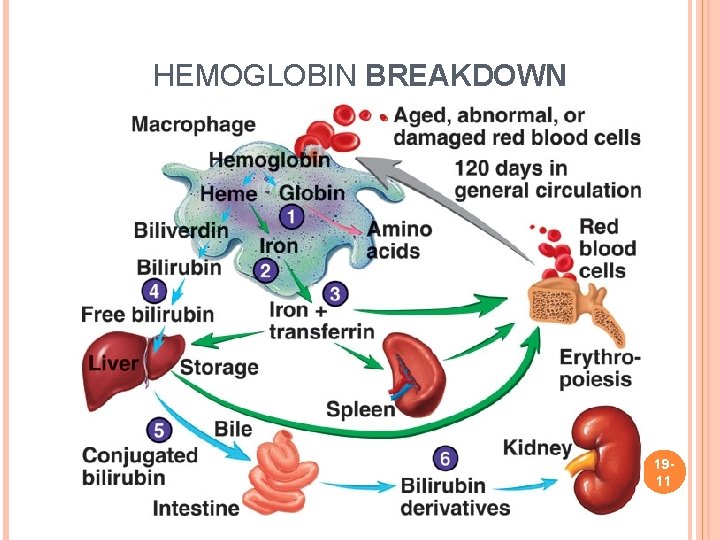 HEMOGLOBIN BREAKDOWN 1911 