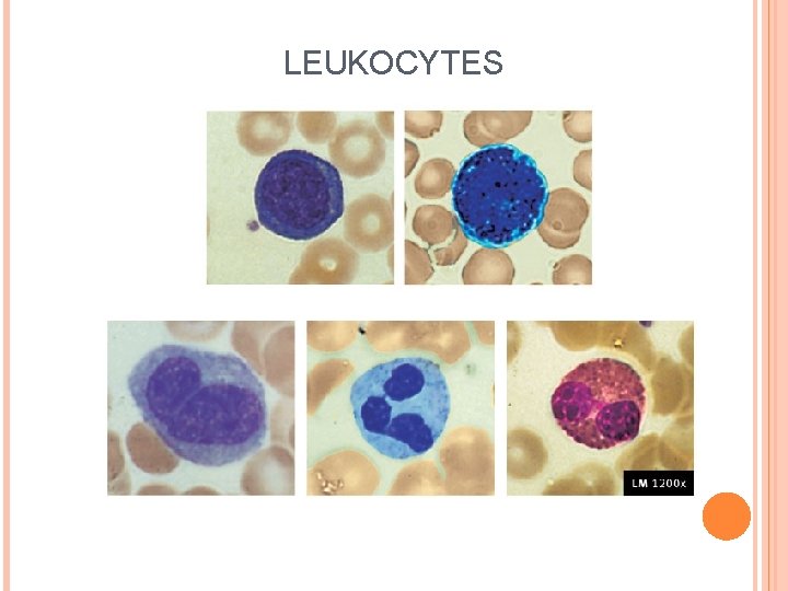 LEUKOCYTES 