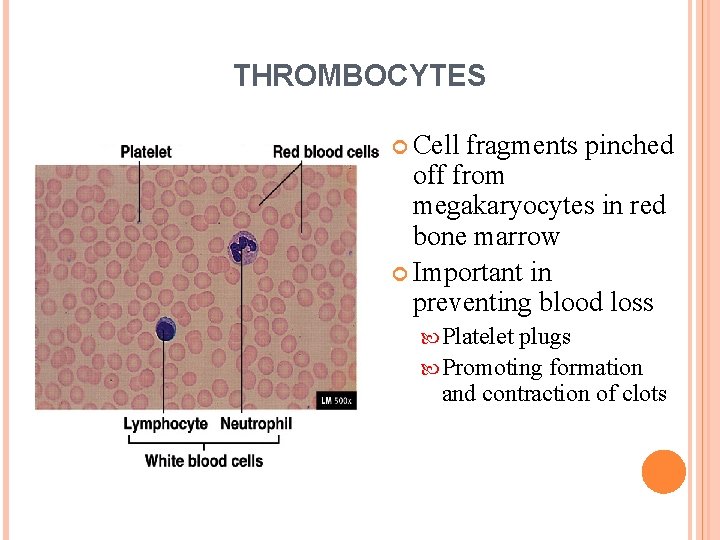 THROMBOCYTES Cell fragments pinched off from megakaryocytes in red bone marrow Important in preventing