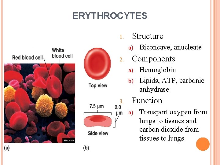 ERYTHROCYTES 1. Structure a) 2. Biconcave, anucleate Components Hemoglobin b) Lipids, ATP, carbonic anhydrase