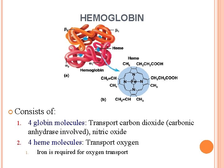 HEMOGLOBIN Consists of: 4 globin molecules: Transport carbon dioxide (carbonic anhydrase involved), nitric oxide