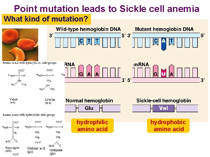 Point mutation leads to Sickle cell anemia What kind of mutation? hydrophilic amino acid