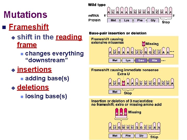 Mutations Frameshift in the reading frame insertions changes everything “downstream” adding base(s) deletions losing