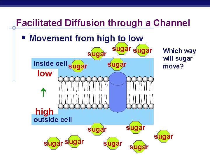 Facilitated Diffusion through a Channel § Movement from high to low sugar inside cell Facilitated Diffusion through a Channel § Movement from high to low sugar inside cell