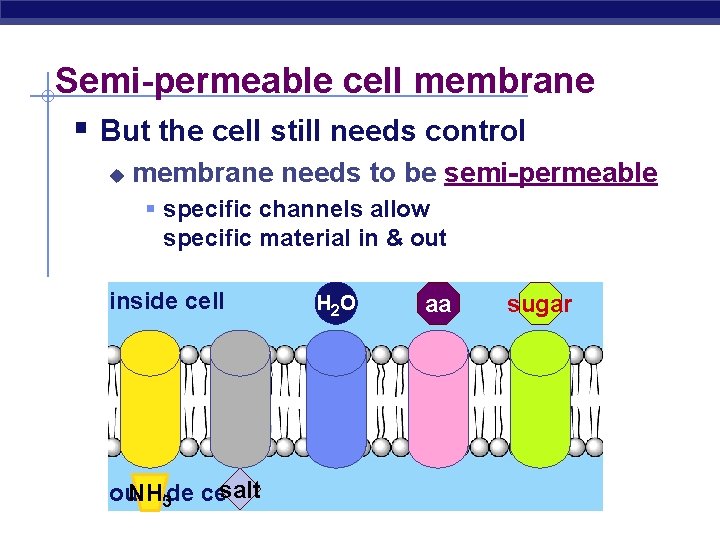 Semi-permeable cell membrane § But the cell still needs control u membrane needs to