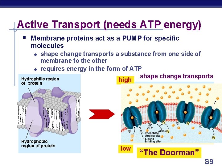 Active Transport (needs ATP energy) § Membrane proteins act as a PUMP for specific