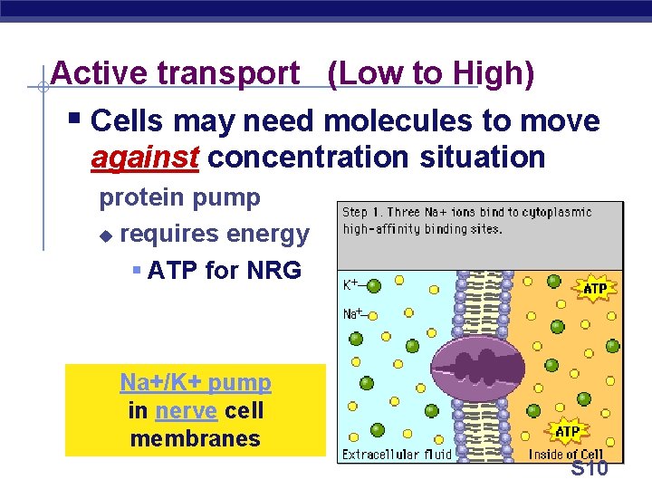 Active transport (Low to High) § Cells may need molecules to move against concentration