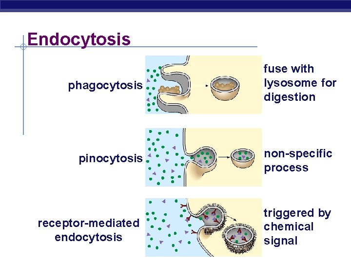 Endocytosis phagocytosis pinocytosis receptor-mediated endocytosis fuse with lysosome for digestion non-specific process triggered by