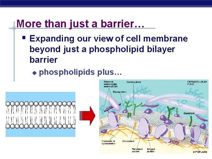 More than just a barrier… § Expanding our view of cell membrane beyond just More than just a barrier… § Expanding our view of cell membrane beyond just