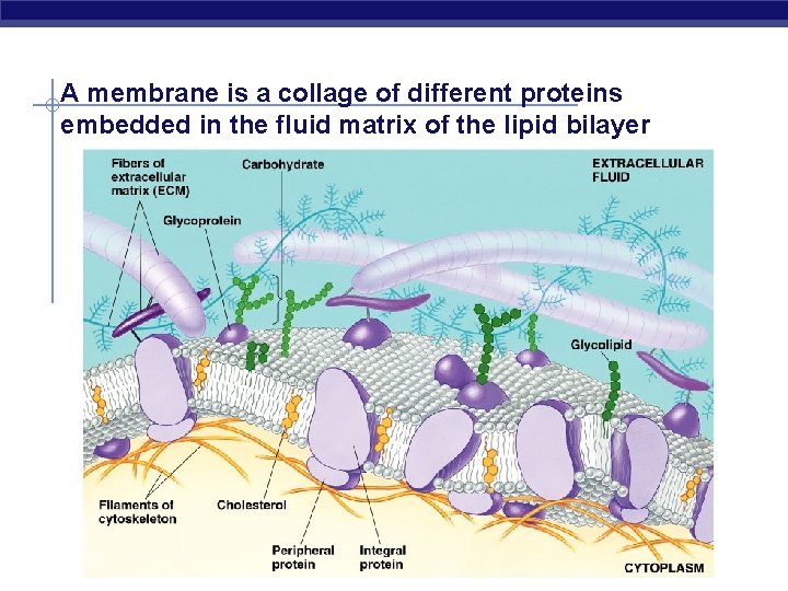 A membrane is a collage of different proteins embedded in the fluid matrix of A membrane is a collage of different proteins embedded in the fluid matrix of