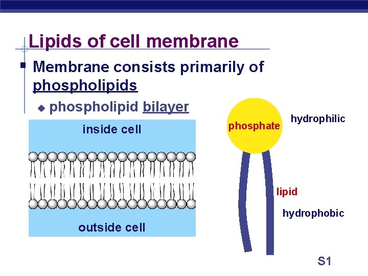 Lipids of cell membrane § Membrane consists primarily of phospholipids u phospholipid bilayer inside