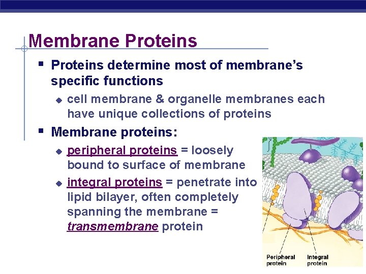 Membrane Proteins § Proteins determine most of membrane’s specific functions u cell membrane &