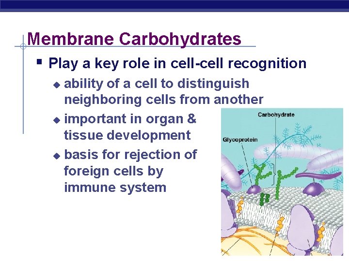 Membrane Carbohydrates § Play a key role in cell-cell recognition ability of a cell Membrane Carbohydrates § Play a key role in cell-cell recognition ability of a cell