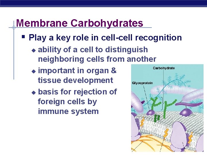 Membrane Carbohydrates § Play a key role in cell-cell recognition ability of a cell