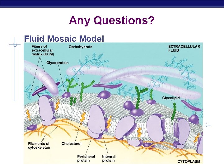 Any Questions? Fluid Mosaic Model 