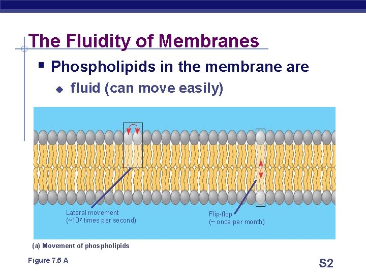 The Fluidity of Membranes § Phospholipids in the membrane are fluid (can move easily)