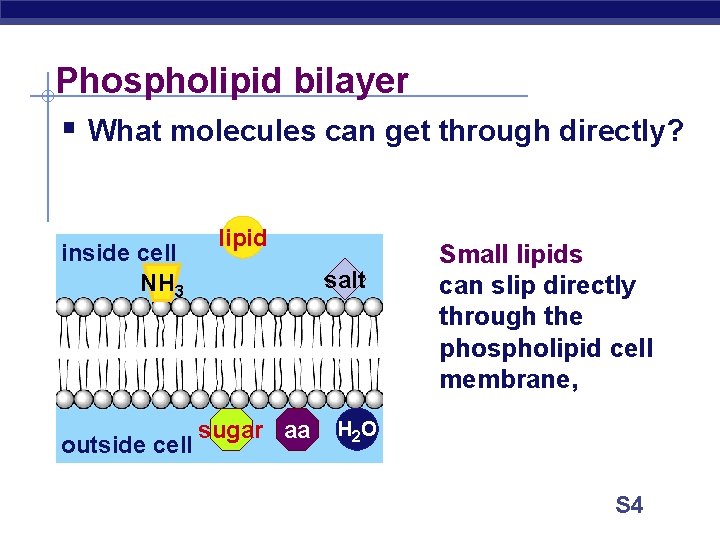 Phospholipid bilayer § What molecules can get through directly? inside cell NH 3 outside