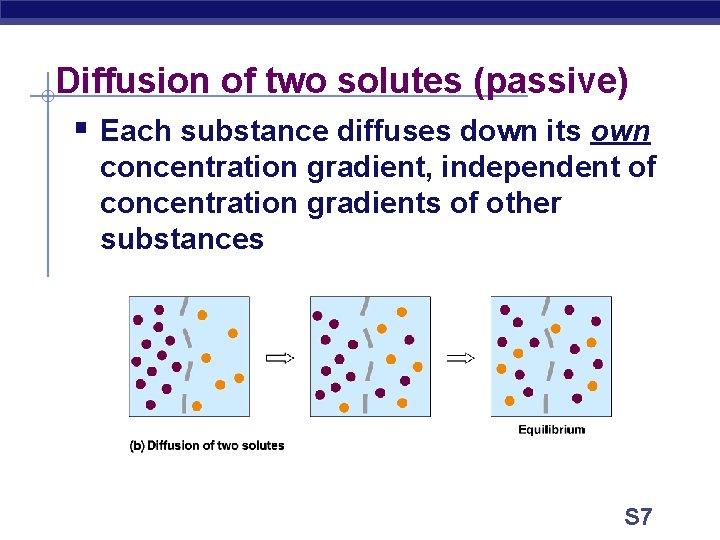 Diffusion of two solutes (passive) § Each substance diffuses down its own concentration gradient,