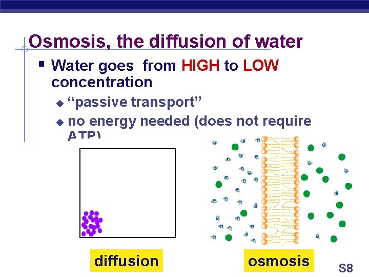 Osmosis, the diffusion of water § Water goes from HIGH to LOW concentration “passive