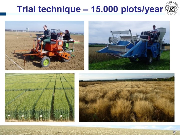 Wheat breeding and research at the State Plant