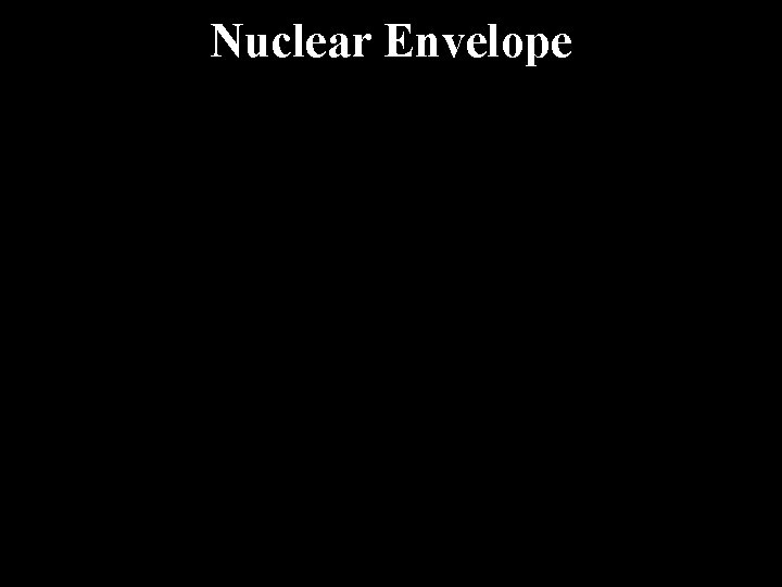 Nuclear Envelope 