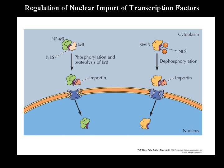 Regulation of Nuclear Import of Transcription Factors 