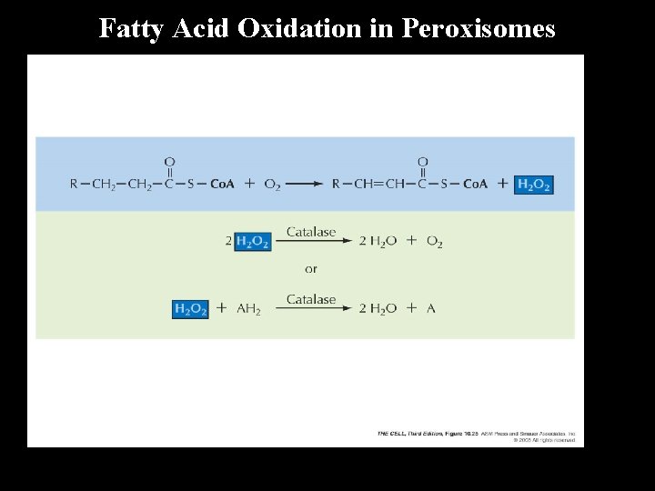 Fatty Acid Oxidation in Peroxisomes 
