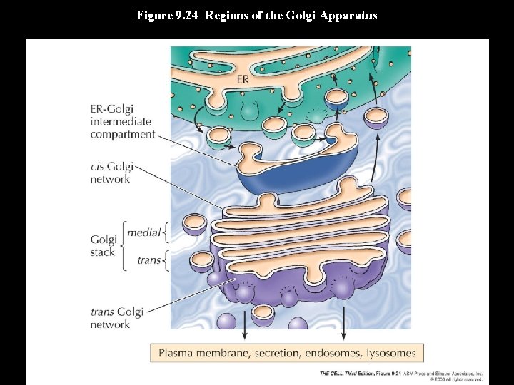 Figure 9. 24 Regions of the Golgi Apparatus 