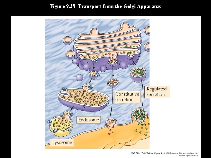 Figure 9. 28 Transport from the Golgi Apparatus 